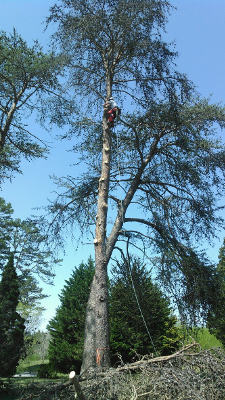 Samuel Peyton Climbing Virginia Pine